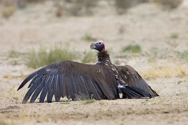 Lappet-faced Vulture - Adult basking with spread wings. Threatened species, mostly confined to major game reserves. Kgalagadi Transfrontier Park, Northern Cape, South Africa