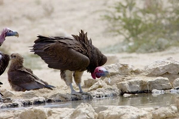 Lappet-faced Vulture - Adult drinking. Threatened species, confined mostly to major game reserves