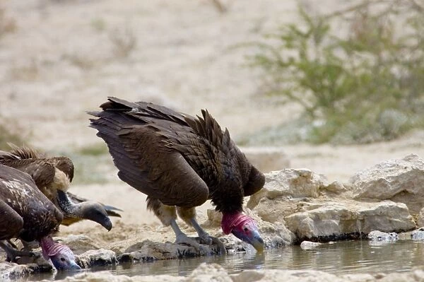 Lappet-faced Vulture - Adult drinking. Threatened species, confined mostly to major game reserves. Kgalagadi Transfrontier Park, Northern Cape, South Africa