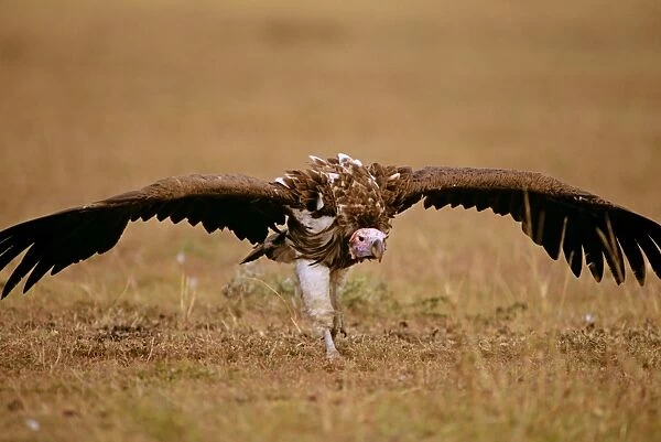 Lappet-faced Vulture - aggressive stance on ground - Masai Mara National Reserve - Kenya JFL09011