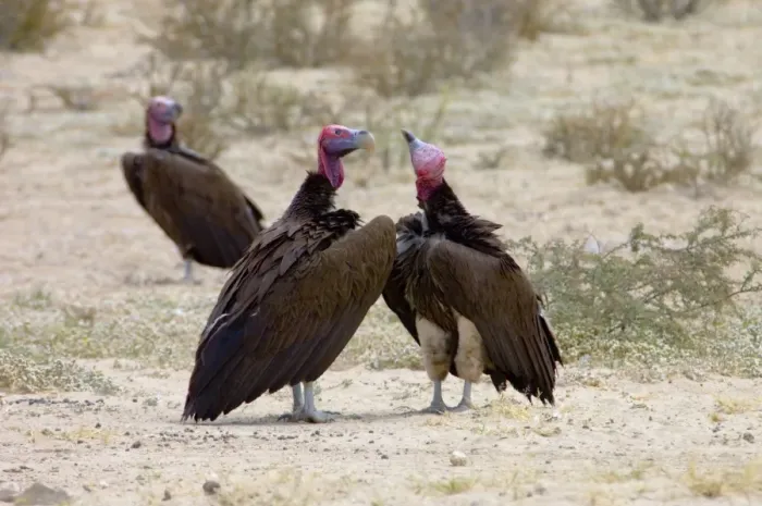 Framed Print : Lappet-faced Vulture - Courting pair. Threatened species, mostly confined to major game reserves. Kgalagadi Transfrontier Park, Northern Cape, South Africa Framed Print : Lappet-faced Vulture - Courting pair. Threatened species, mostly confined to major game reserves. Kgalagadi Transfrontier Park, Northern Cape, South Africa