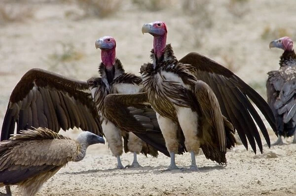 Lappet-faced Vulture - Courting pair. Threatened species, mostly confined to major game reserves