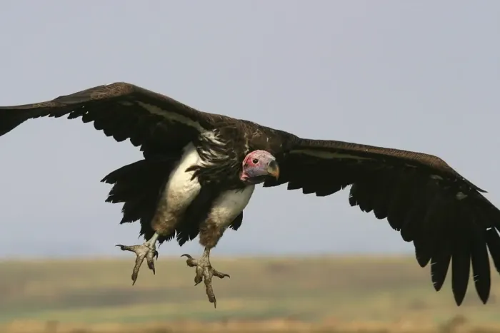 Framed Print : Lappet-faced Vulture In flight Kenya, Africa Framed Print : Lappet-faced Vulture In flight Kenya, Africa