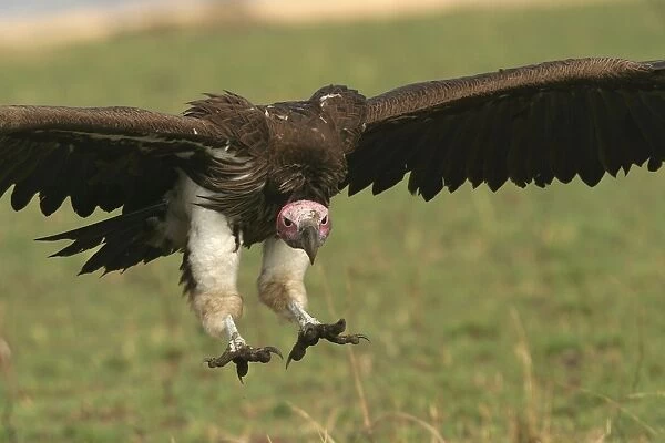 Lappet-faced Vulture In flight Kenya, Africa