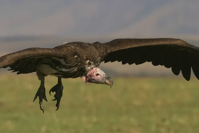 Framed Print : Lappet-faced Vulture In flight Kenya, Africa Framed Print : Lappet-faced Vulture In flight Kenya, Africa
