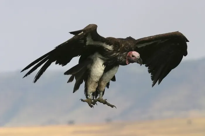 Framed Print : Lappet-faced Vulture In flight Kenya, Africa Framed Print : Lappet-faced Vulture In flight Kenya, Africa