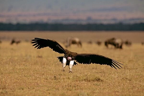 Lappet-faced Vulture - in flight landing - Masai Mara National Reserve - Kenya JFL09010