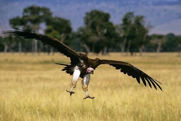 Lappet-faced Vulture - in flight landing - Masai Mara National Reserve - Kenya JFL10996
