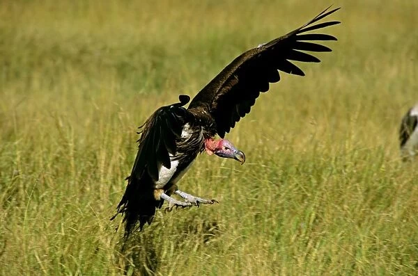 Lappet-faced Vulture - in flight landing - Masai Mara National Reserve - Kenya JFL12585
