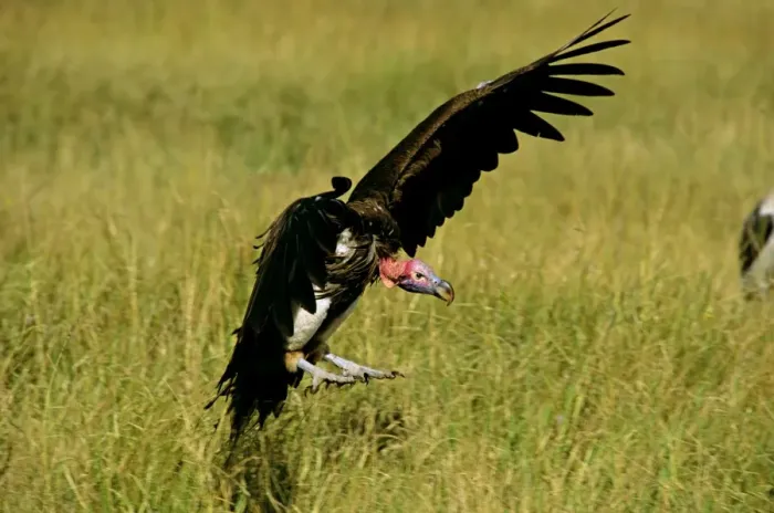 Framed Print : Lappet-faced Vulture - in flight landing - Masai Mara National Reserve - Kenya JFL12585 Framed Print : Lappet-faced Vulture - in flight landing - Masai Mara National Reserve - Kenya JFL12585