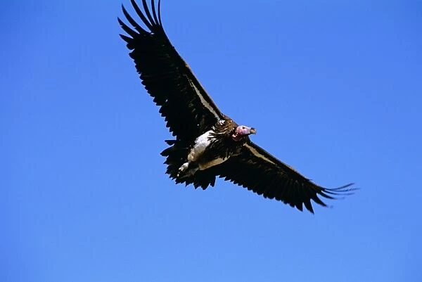Lappet-faced Vulture - in flight - Masai Mara National Reserve - Kenya JFL12591