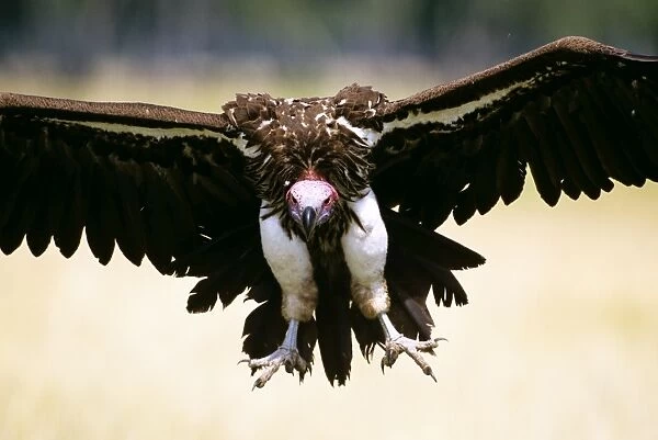 Lappet-faced Vulture - in flight - Masai Mara National Reserve - Kenya JFL17158