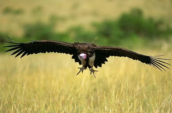 Lappet-faced Vulture - in flight - Masai Mara National Reserve - Kenya JFL17148