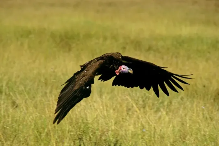 Framed Print : Lappet-faced Vulture - in flight - Masai Mara National Reserve - Kenya JFL12584 Framed Print : Lappet-faced Vulture - in flight - Masai Mara National Reserve - Kenya JFL12584