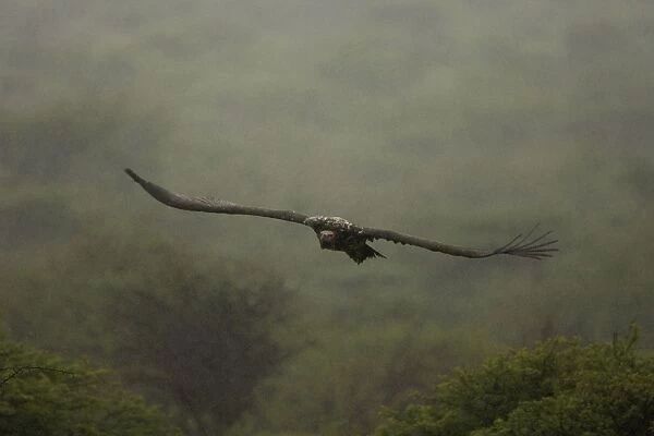 Lappet-Faced Vulture - Flying in the rain. Central Namibia, Africa