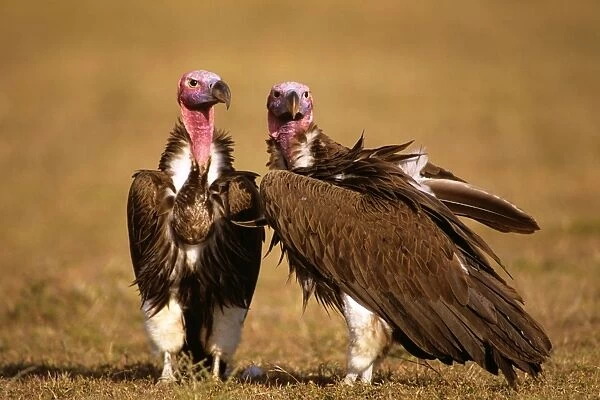 Lappet-faced Vulture - Masai Mara National Reserve, Kenya, eastern & central Africa JFL08983