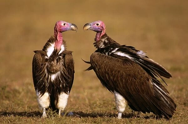 Lappet-faced Vulture - Masai Mara National Reserve - Kenya JFL08982