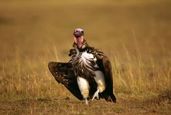 Lappet-faced Vulture - Masai Mara National Reserve - Kenya JFL08997