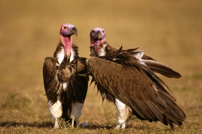 Framed Print : Lappet-faced Vulture - Masai Mara National Reserve, Kenya, eastern & central Africa JFL08983 Framed Print : Lappet-faced Vulture - Masai Mara National Reserve, Kenya, eastern & central Africa JFL08983