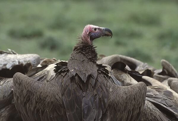 Lappet-faced Vulture - Ngorongoro Conservation Area - Tanzania