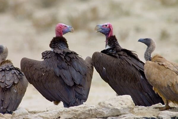 Lappet-faced Vulture - Pair of adults at waterhole. Threatened species, mostly confined to major game reserves. Kgalagadi Transfrontier Park, Northern Cape, South Africa