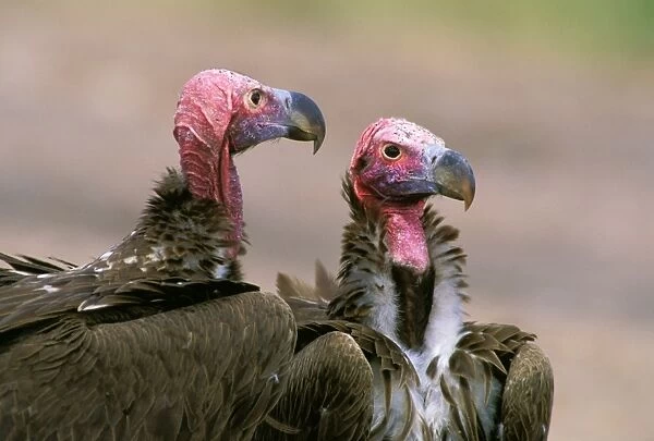 Lappet-faced Vulture - pair - Masai Mara National Reserve - Kenya JFL12615