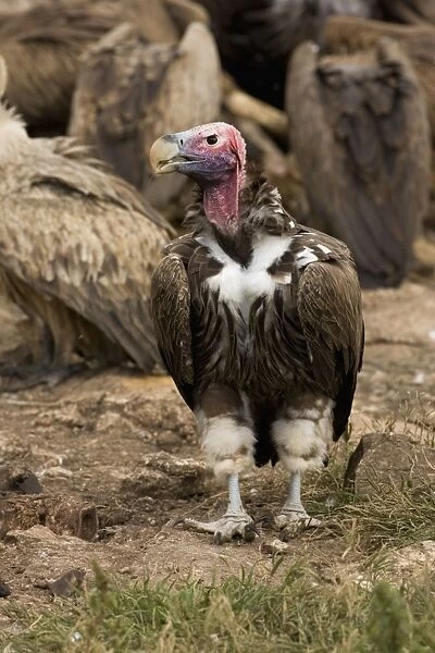 Lappet-Faced Vulture - Portrait with feeding vultures in background. Central Namibia, Africa