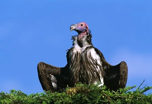 Lappet-faced Vulture - with spread wings, Masai Mara National Reserve, Kenya, eastern & central Africa JFL11253