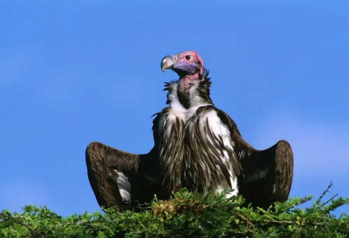 Framed Print : Lappet-faced Vulture - with spread wings, Masai Mara National Reserve, Kenya, eastern & central Africa JFL11253