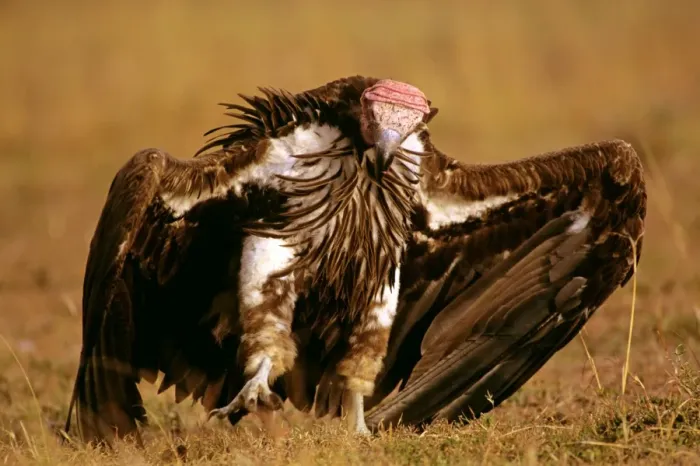 Framed Print : Lappet-faced Vulture - with spread wings - Masai Mara National Reserve - Kenya JFL08972 Framed Print : Lappet-faced Vulture - with spread wings - Masai Mara National Reserve - Kenya JFL08972