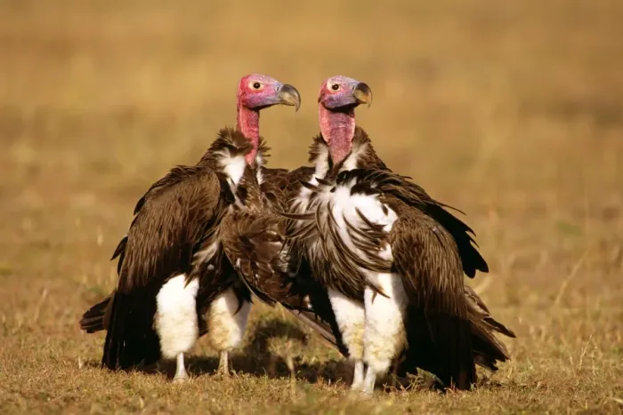 Framed Print : Lappet-faced Vulture - sunning - Masai Mara National Reserve - Kenya JFL08979