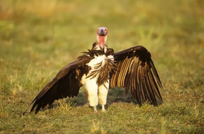 Framed Print : Lappet-faced Vulture - with wings spread Africa Framed Print : Lappet-faced Vulture - with wings spread Africa