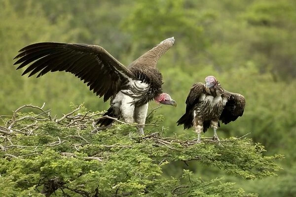 Lappet-Faced Vultures - Dominance display on top of tree. Central Namibia, Africa