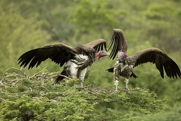 Lappet-Faced Vultures - Dominance display on top of tree. Central Namibia, Africa
