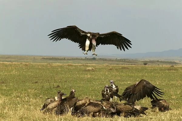 Lappet-faced Vultures Vulture landing near group Kenya, Africa