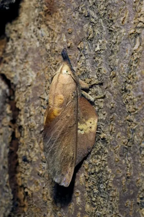 Framed Print : Lappet Moth - on tree-bark - has its wings and antennae in folded position that makes it looks like a small twig. Bohol, Philippines. February. Ph41. 0686 Framed Print : Lappet Moth - on tree-bark - has its wings and antennae in folded position that makes it looks like a small twig. Bohol, Philippines. February. Ph41. 0686