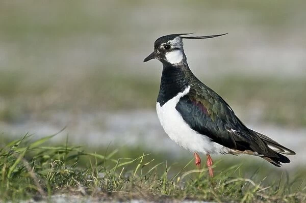 Lapwing - Alert posture - North Uist - Outer Hebrides