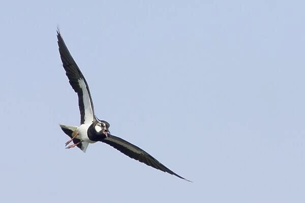 Lapwing - Calling in flight Venellus venellus South Uist, Outer hebrides Scotland, UK BI016755