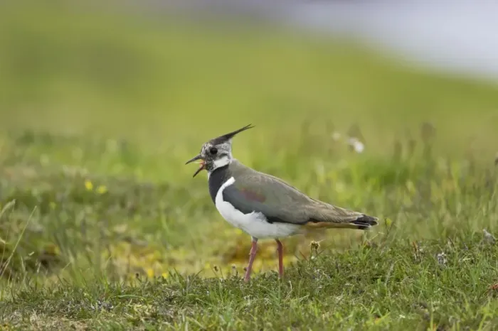 Framed Print : Lapwing - Calling Shetland Mainland, UK BI010830 Framed Print : Lapwing - Calling Shetland Mainland, UK BI010830