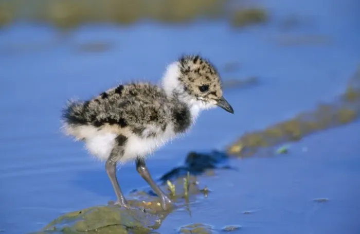 Framed Print : Lapwing - chick Framed Print : Lapwing - chick