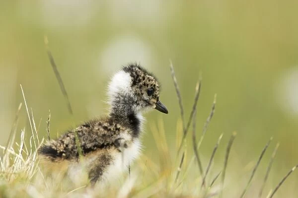 Lapwing - Chick Shetland Mainland, UK BI010849