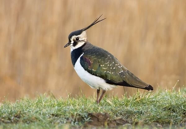 Lapwing On dew covered grassy verge South East England, UK, Europe