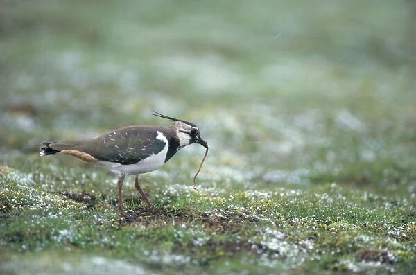 Lapwing - with earthworm Scotland