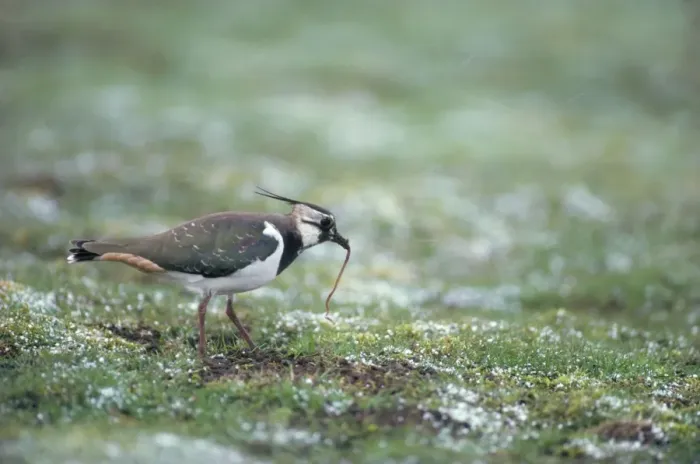 Framed Print : Lapwing - with earthworm Scotland Framed Print : Lapwing - with earthworm Scotland