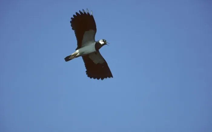 Framed Print : Lapwing - In Flight Biezbra Marshes, Poland BI006530 Framed Print : Lapwing - In Flight Biezbra Marshes, Poland BI006530