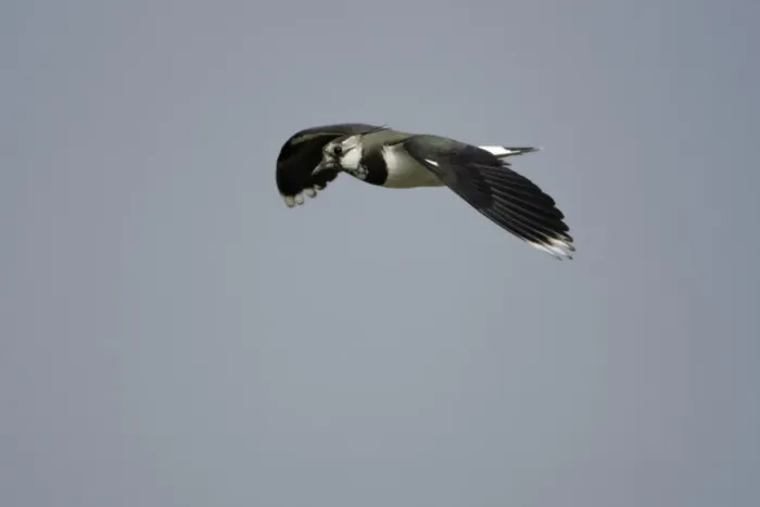 Framed Print : Lapwing - in flight Northumberland, England
