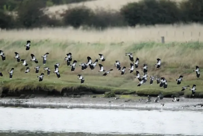 Framed Print : Lapwing - flock in flight along river estuary - autumn - Northumberland - England