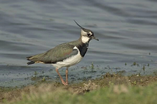 Lapwing foraging at waters edge