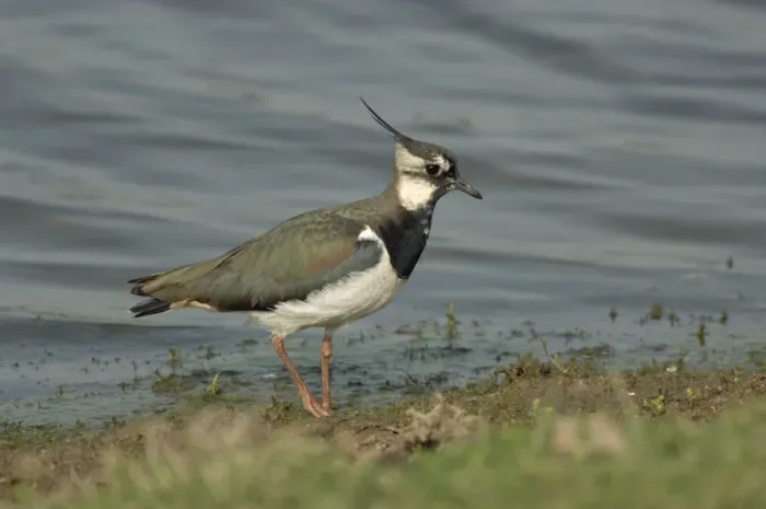 Framed Print : Lapwing foraging at waters edge Framed Print : Lapwing foraging at waters edge