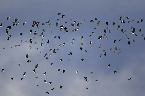 Lapwing - and Golden Plover (Pluvialis apricaria). flock in autumn. Northumberland, UK
